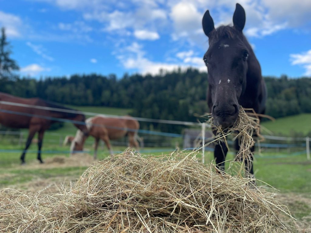 Pferde frisst Heu auf Koppel