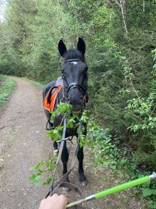 Reitpferd frisst Strauch