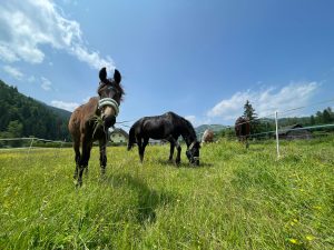 Fohlen auf grüner Wiese